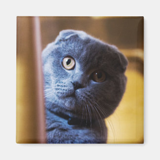 Gray Kitty Magnet