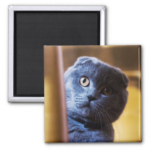 Gray Kitty Magnet