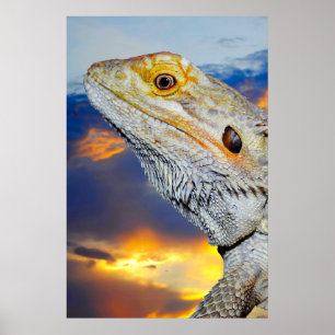 Gray Lizard at sunset Poster