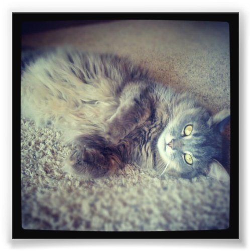 Gray Long_Haired Cat_Instagram by Shirley Taylor Photo Print