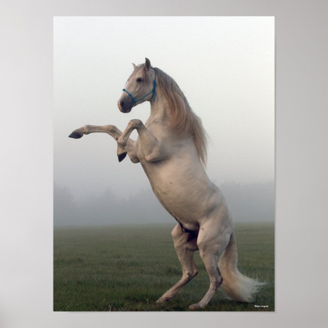 Gray Lusitano Stallion Rearing In Mist Poster (Front)