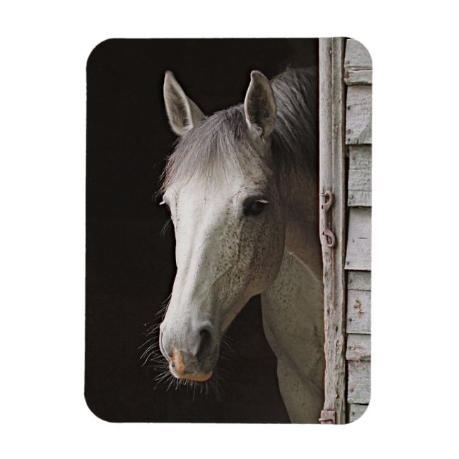 Gray Mare Beautiful Horse Magnet (Vertical)