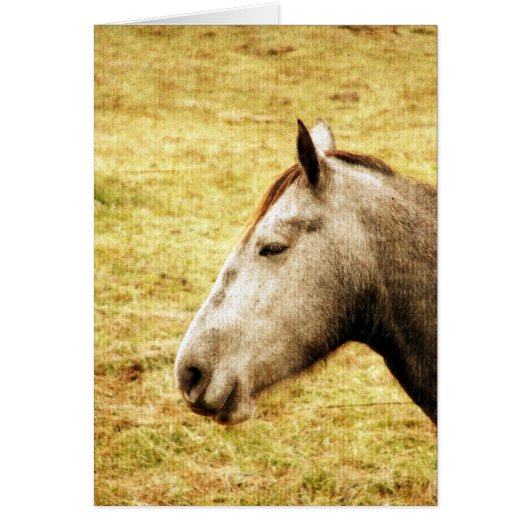 Gray Mare Cards (Front)