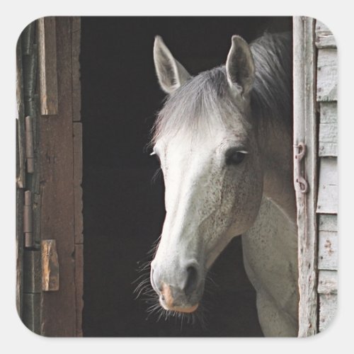 Gray Mare Horse Animals Square Stickers