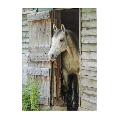 Gray Mare Horse  Barn Acrylic Print