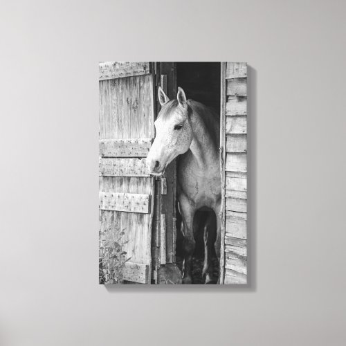 Gray Mare Horse  Barn Black and White Canvas Print