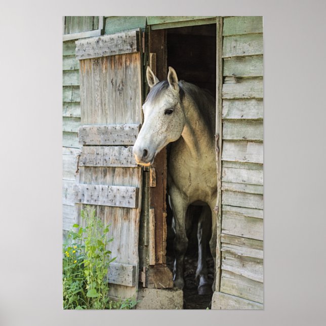 Gray Mare Horse & Barn Poster (Front)