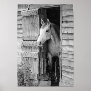 Gray Mare Horse & Barn Poster