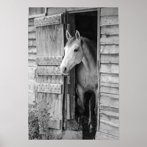 Gray Mare Horse  Barn Poster