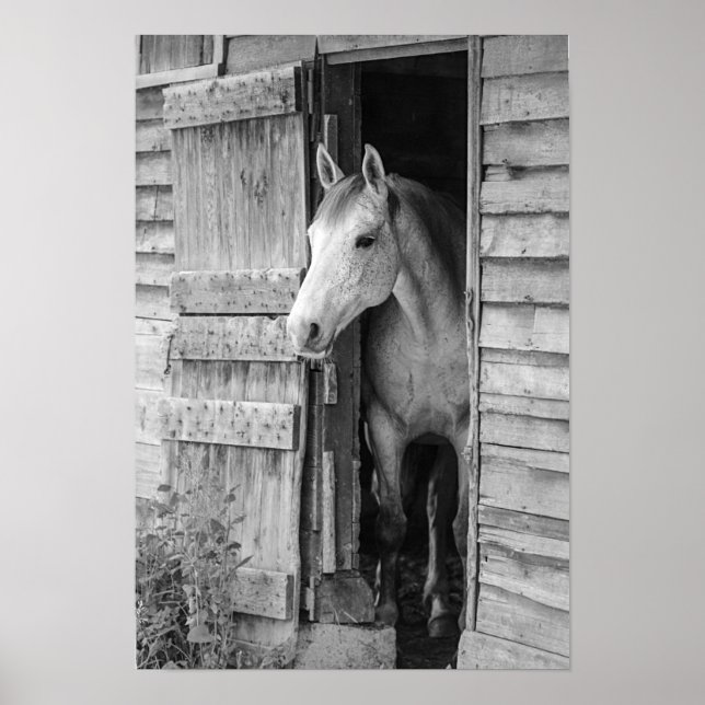 Gray Mare Horse & Barn Poster (Front)