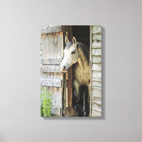 Gray Mare Horse  Barn Rustic Canvas Print
