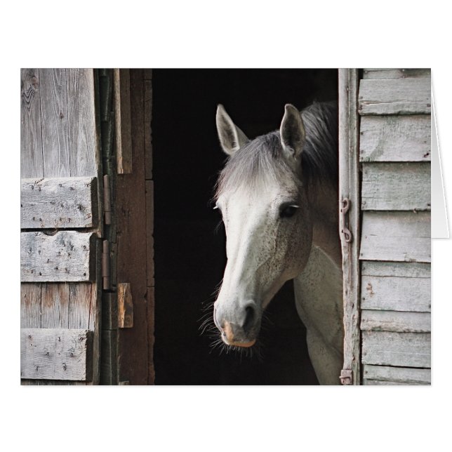 Gray Mare Horse Cards (Front Horizontal)
