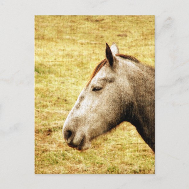 Gray Mare Postcard (Front)