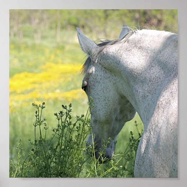 Gray Mare & Wildflowers Beautiful Horse Poster (Front)