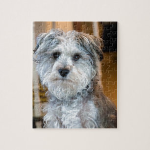 Gray Miniature Schnauzer Jigsaw Puzzle