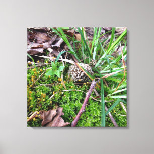 Gray Morel on canvas Print