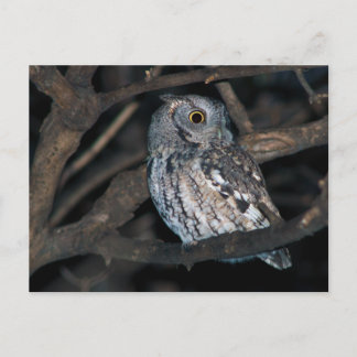 Gray Morph Eastern ScreechOwl at Night Postcard