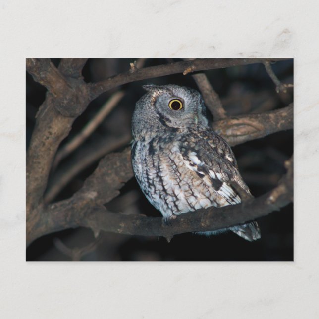 Gray Morph Eastern ScreechOwl at Night Postcard (Front)
