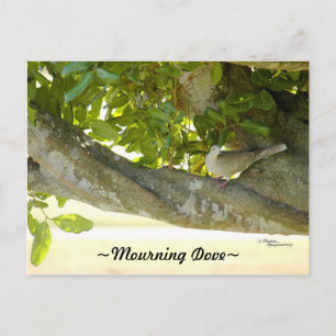 Gray mourning Dove bird Postcard