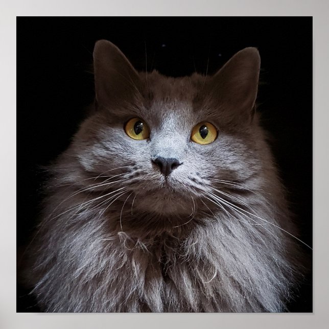 Gray Nebelung Long Hair Russian Blue Cat Poster (Front)