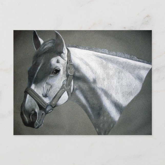 Gray on Grey Equine Art Postcard (Front)