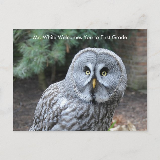 Gray Owl Welcome Students Custom Postcard (Front)