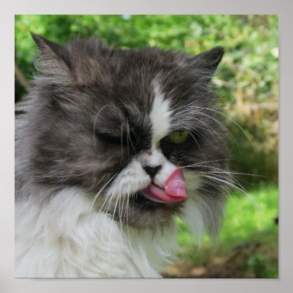 gray persian cat looks funny, grim poster