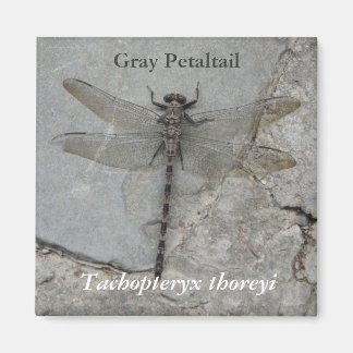 Gray Petaltail Nature Photography Magnet