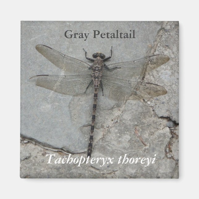Gray Petaltail Nature Photography Magnet (Front)
