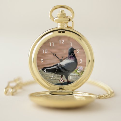 Gray Pigeon Pocket Watch
