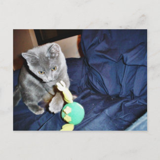 Gray Playing Cat At Home Postcard