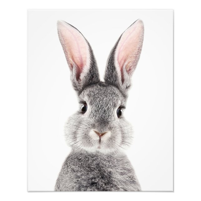 Gray rabbit with long pink ears photo print (Front)