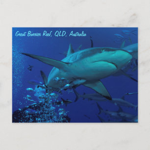 Gray Reef Shark Postcard