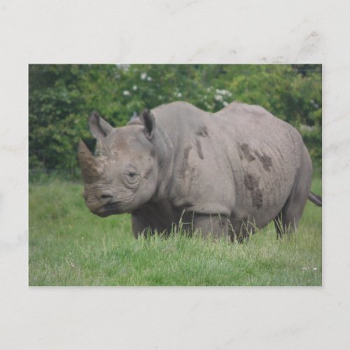 Gray Rhino in the wild Postcard