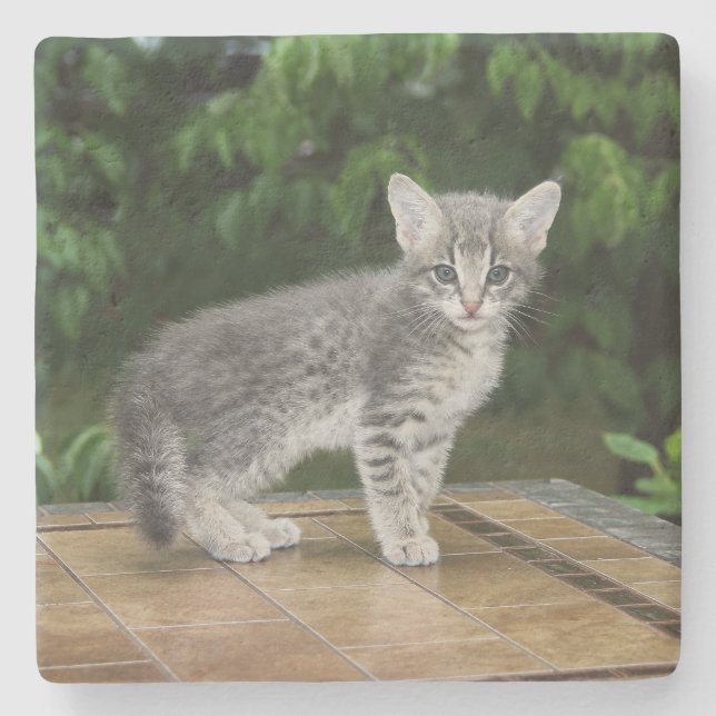 Gray Savannah Cat Square Coaster (Front)