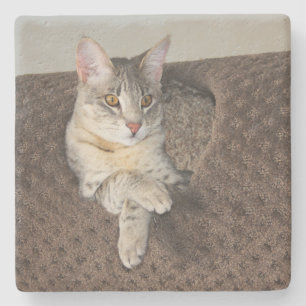 Gray Savannah Cat Square Coaster