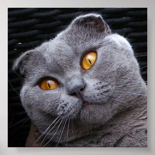 Gray scottish fold cat poster