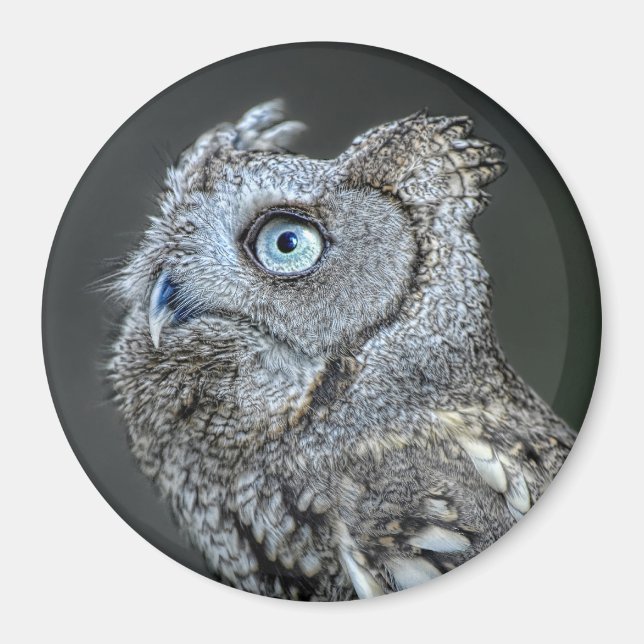 Gray Screech Owl Magnet (Front)