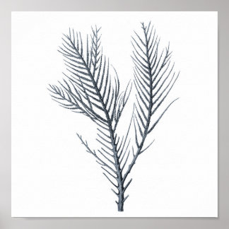 Gray Sea coral wall art print # 9 Beach decor
