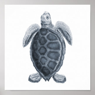 Gray Sea Turtle Sealife Group12A print #7