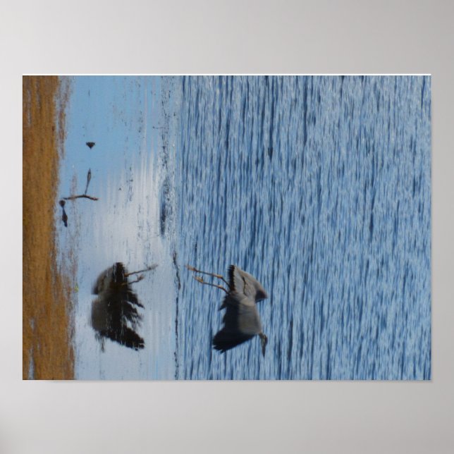 Gray seabird middle poster (Front)