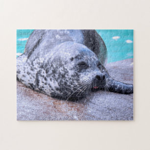 Gray Seal close up, Jigsaw Puzzle