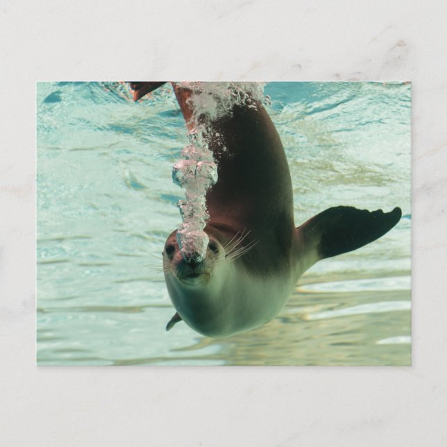 Gray Seal Diving underwater bubbles from nose Postcard (Front)