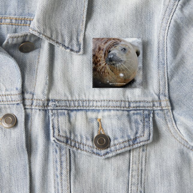 Gray Seal on Ice Button (In Situ)