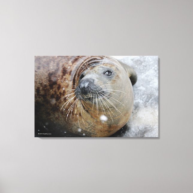 Gray Seal on Ice Canvas Print (Front)