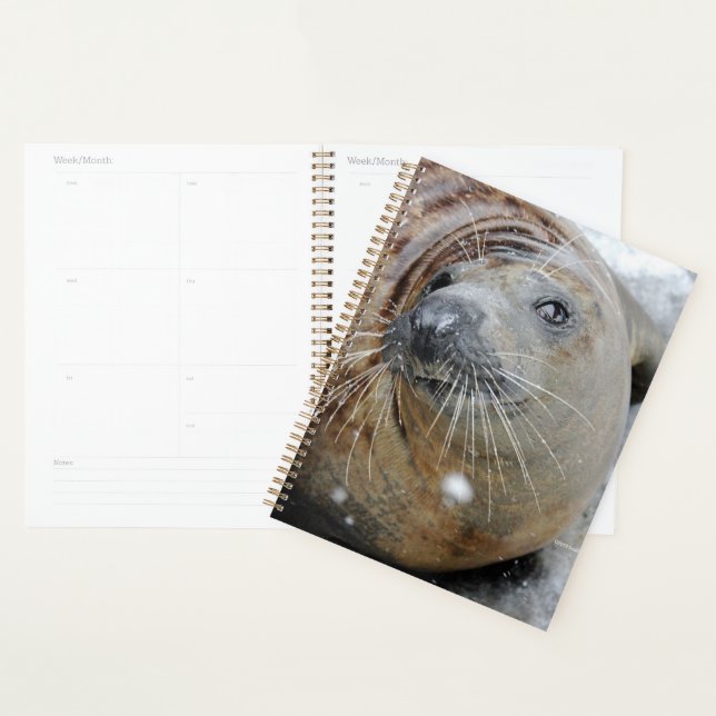 Gray Seal on Ice Planner (Display)
