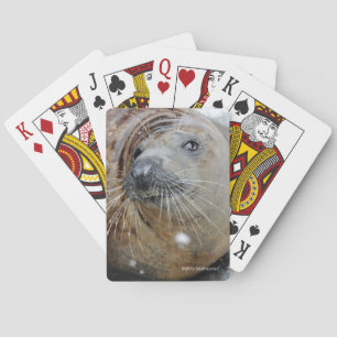 Gray Seal on Ice Poker Cards