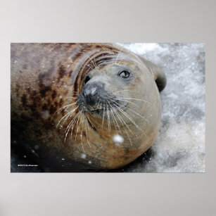 Gray Seal on Ice Poster