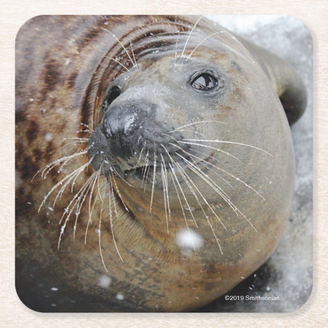 Gray Seal on Ice Square Paper Coaster (Front)