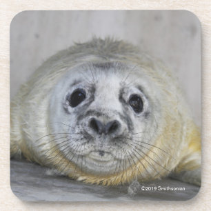 Gray Seal Pup Beverage Coaster